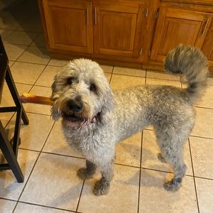 Meet your Posher, Jackell